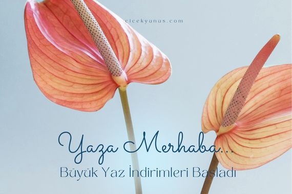 yaz